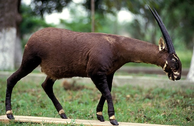SEA Games 31 mascot: Asian unicorn - the world's most ancient and mysterious mascot - Photo 5.
