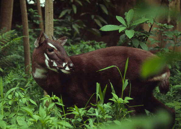 SEA Games mascot 31: Asian unicorn - the world's most ancient and mysterious mascot - Photo 10.