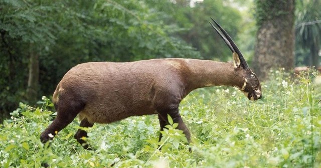 SEA Games mascot 31: Asian unicorn - the world's oldest and most mysterious mascot - Photo 11.