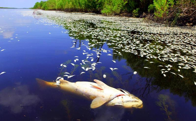 Surprisingly, when a study in the US showed that eating a lot of fish causes cancer, it turns out that there is a hidden cause that few people know - Photo 3.