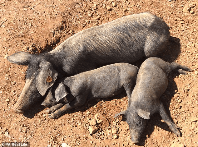 The businessman quits his job with an income of 1.3 billion VND/year, sells a villa to his hometown, lives in the middle of a house without electricity and water, raises pigs to earn a living - Photo 6.