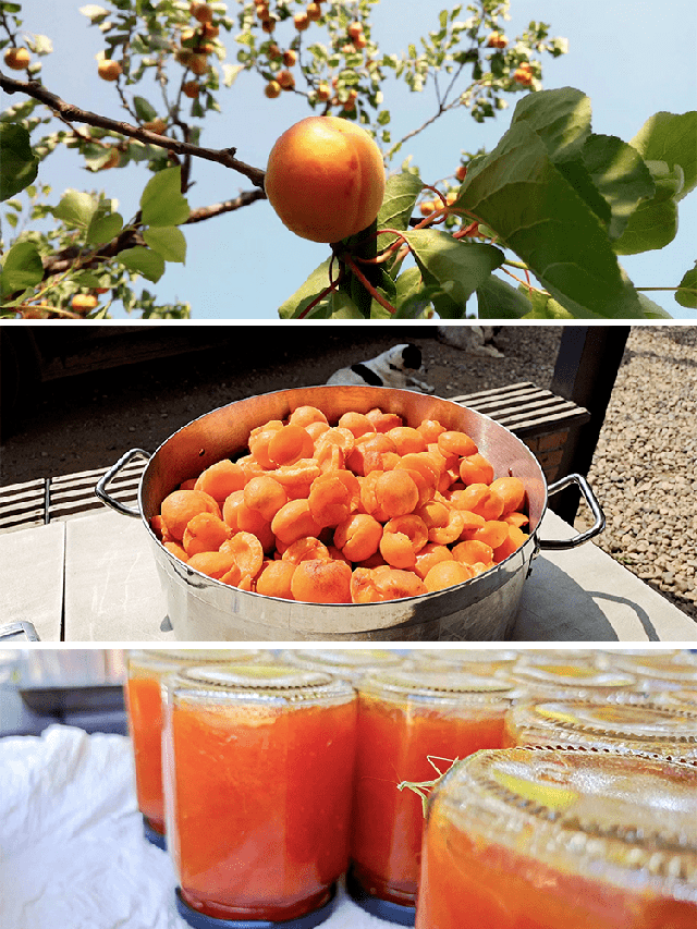 The master couple left the mountain to live like Robinson for 7 years, turning the arid land into a fertile farm: Self-sufficient but surprisingly relaxed - Photo 11.