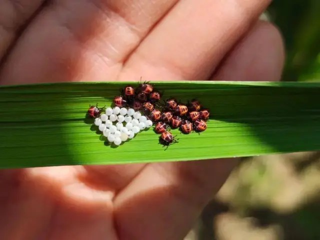 The master couple left the mountain to live like Robinson for 7 years, turning the arid land into a fertile farm: Self-sufficient but surprisingly relaxed - Photo 16.