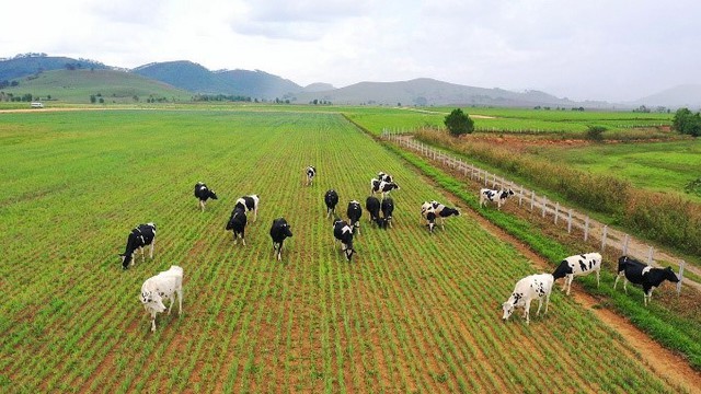 Vinamilk entered the Top 5 interesting stocks of Southeast Asia - Photo 3.