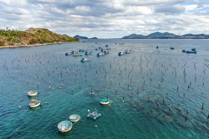Nuôi tôm hùm ở Vịnh Xuân Đài