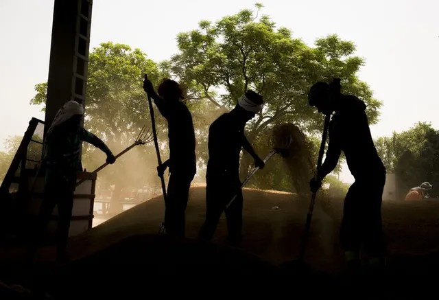 Lack of rain in this important country is putting the world's rice supply at risk - Photo 1.