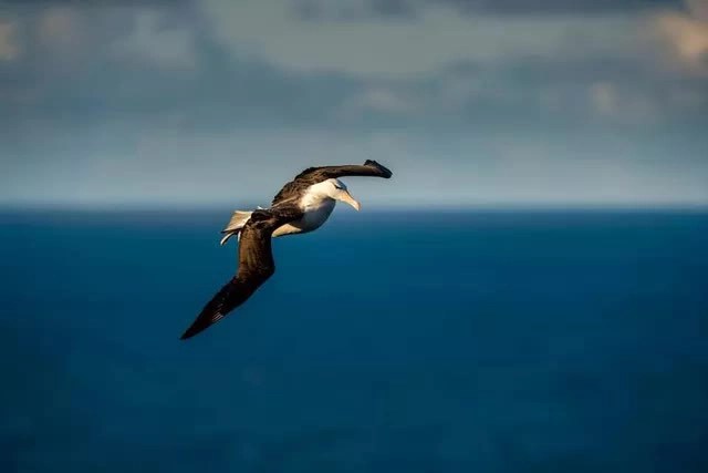 The story of the loneliest albatross in the world: Never found the way home and the journey was followed by the whole world - Photo 3.