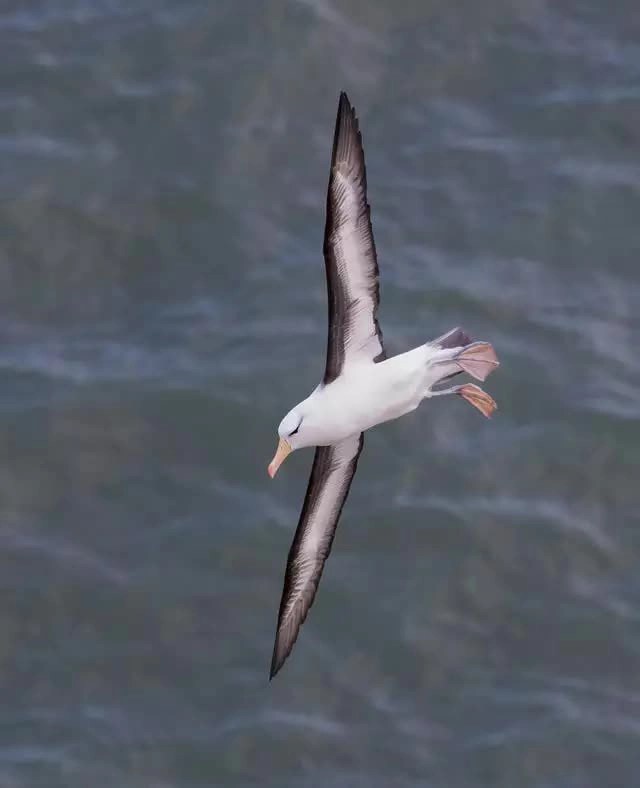 The story of the loneliest albatross bird in the world: He could never find his way home and the journey was followed by the whole world - Photo 4.