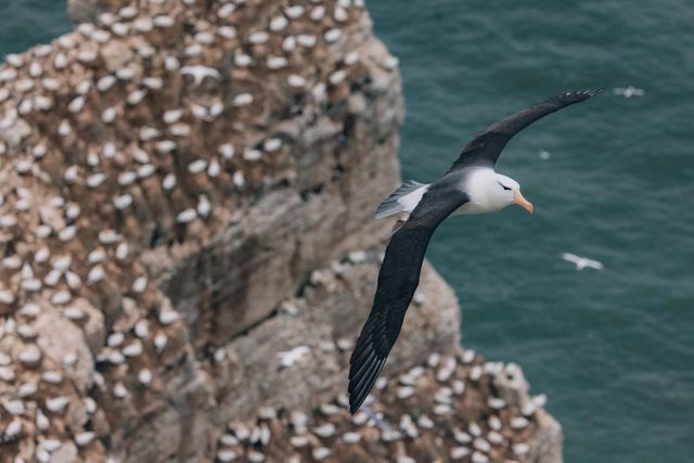 The story of the loneliest albatross in the world: Never found the way home and the journey was watched by the whole world - Photo 5.
