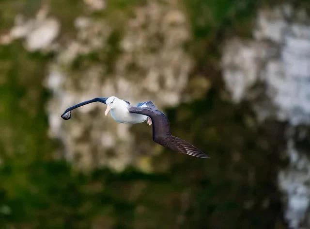 The story of the loneliest albatross bird in the world: Never finding his way home and the journey being watched by the whole world - Photo 6.