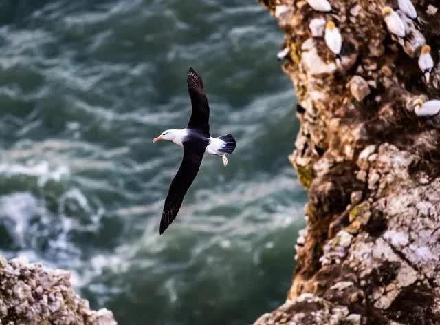 The story of the loneliest albatross bird in the world: He could never find his way home and the journey was followed by the whole world - Photo 1.