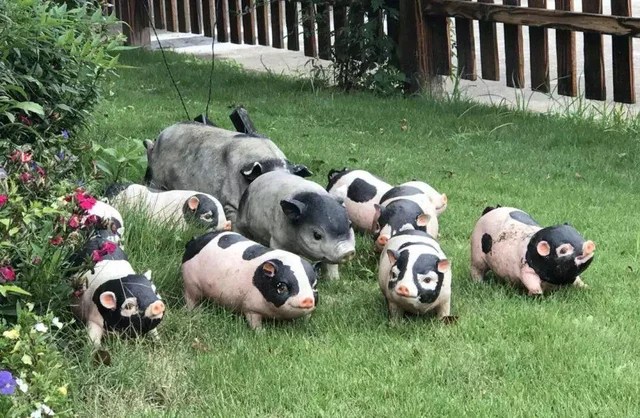 A 56-year-old master earns VND 27 billion/year by raising an endangered pig breed: Success or failure in business depends on two prerequisites - Photo 2.