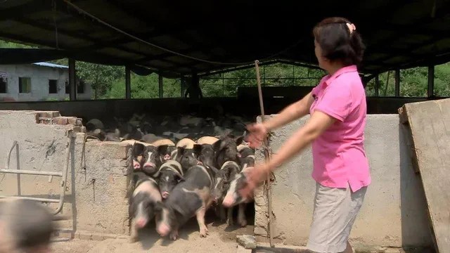 A 56-year-old master earns VND 27 billion/year by raising an endangered pig breed: Success or failure in business depends on 2 prerequisites - Photo 3.