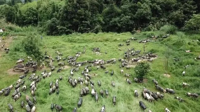 A 56-year-old master earns VND 27 billion/year from breeding pigs that are about to become extinct: Success or failure in business depends on 2 prerequisites - Photo 5.