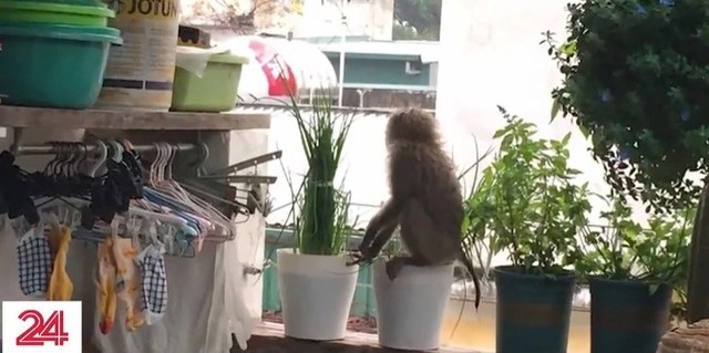 Wild monkeys climb on household roofs. Photo: VTV24