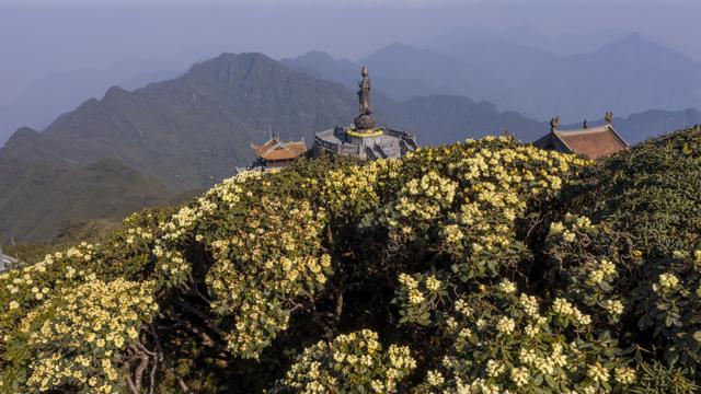 Azaleas in the Fansipan peak