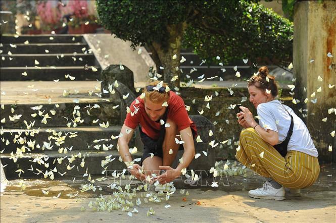 Cuc Phuong forest's butterfly season is like a new destination for travel enthusiasts, drawing a significant number of local and foreign tourists.
