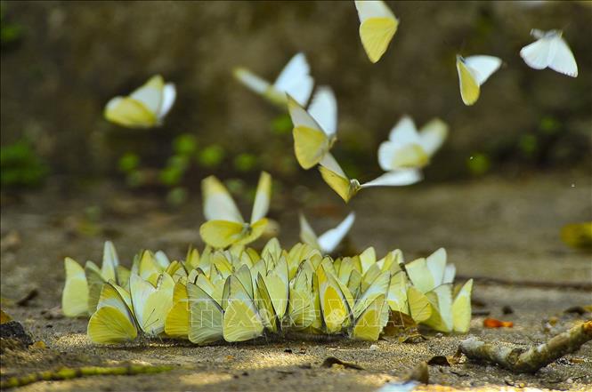 Butterflies abound on the paths of Cuc Phuong National Park