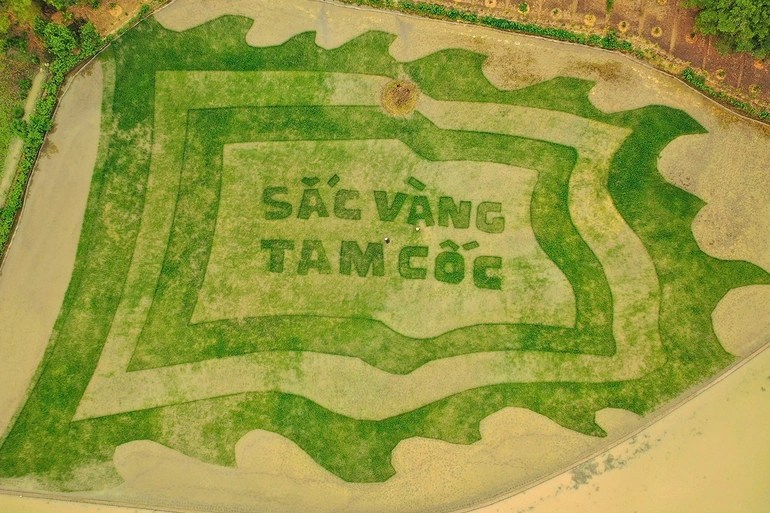 Farmers in Ninh Binh planted rice in the shape of the festival flag with the words "Golden color of Tam Coc" in the ripe rice crop of 2022.