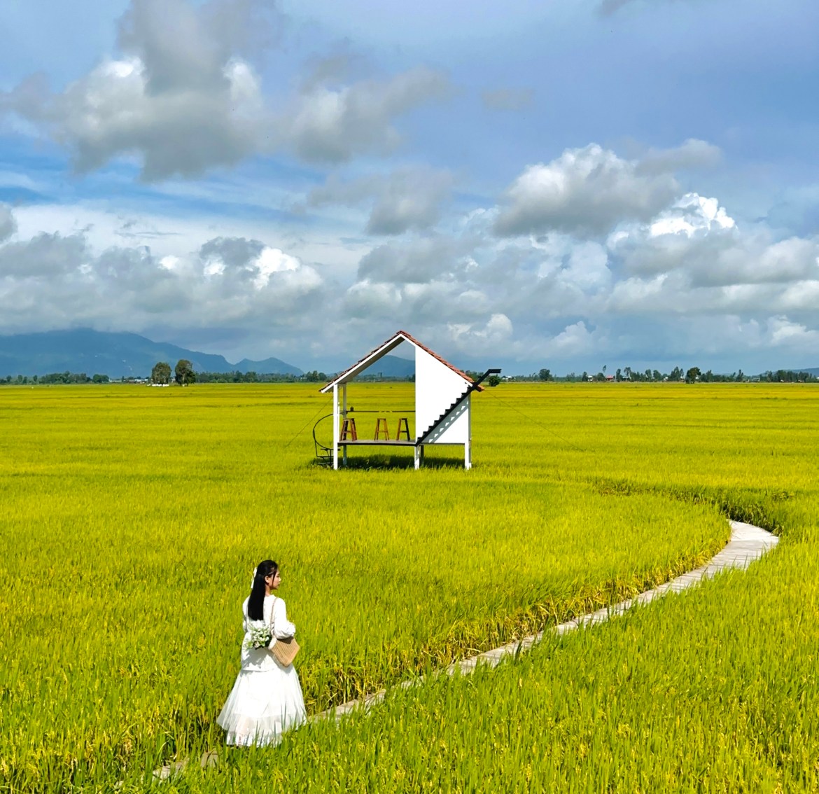 Rice season is the season that attracts many young people to check-in at the coffee shop.