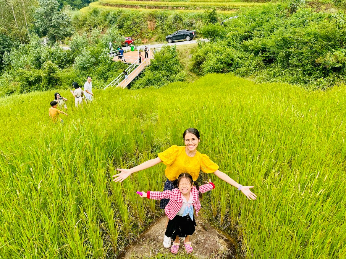 Ripe rice fields make visitors excited.