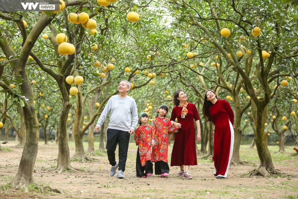 Người dân Hà Nội nô nức check-in vườn bưởi cổ tích - Ảnh 5.
