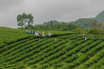 Người dân thu hoạch chè ở La Bằng. Ảnh: Xuân Phương