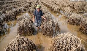 Hàng trăm ha Đào Nhật Tân bị lụi tàn sau Cơn bão số 3 (Yagi